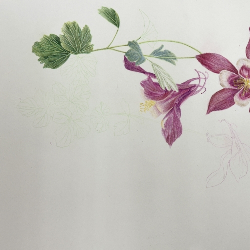 植物科學繪圖研究