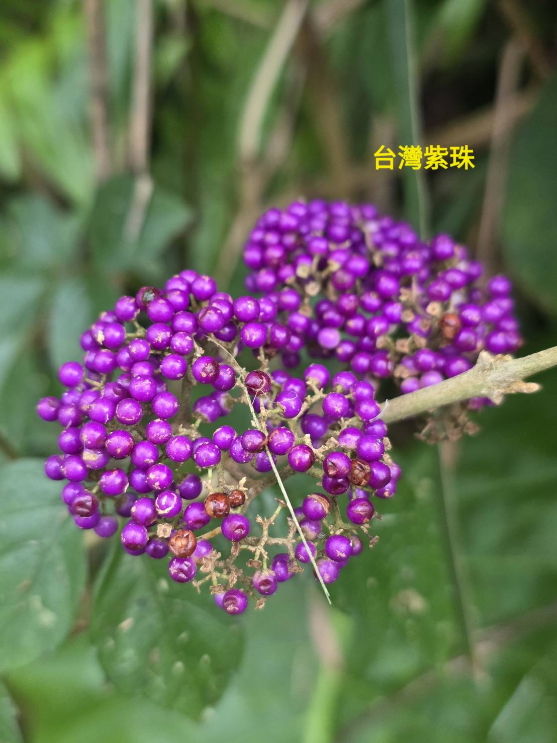 手工皂與臺灣青草的邂逅