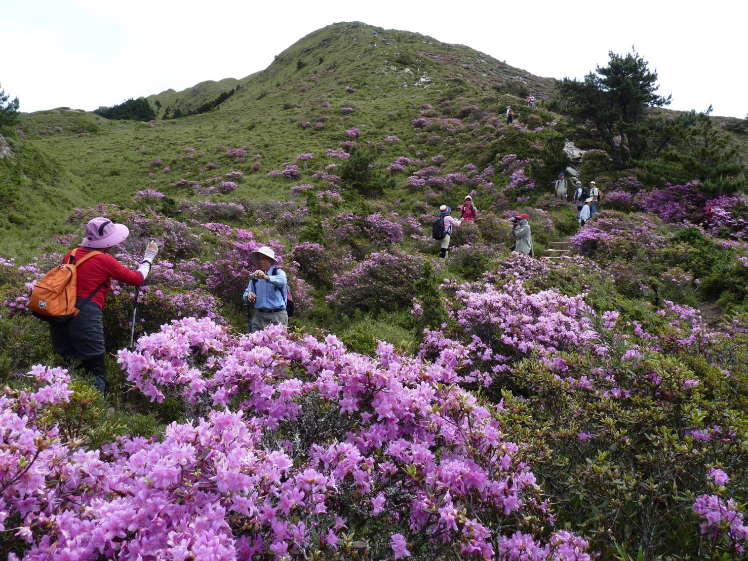 山岳博物學-安全樂活趴趴走(二)