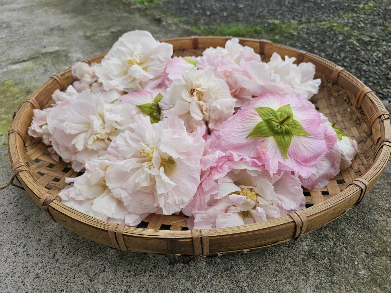 手工皂與臺灣青草的邂逅