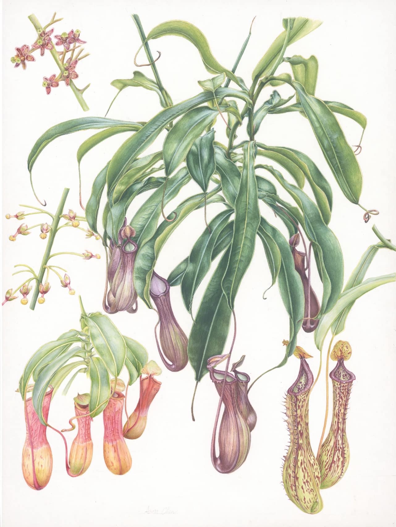 植物科學繪圖-色鉛筆