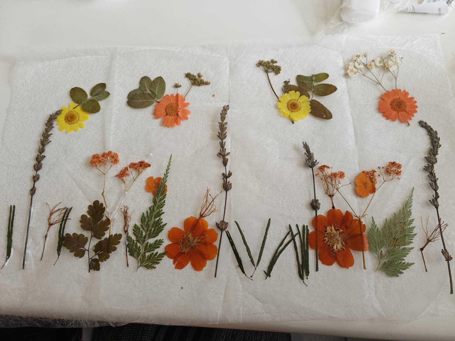 香草玩家樂趣多