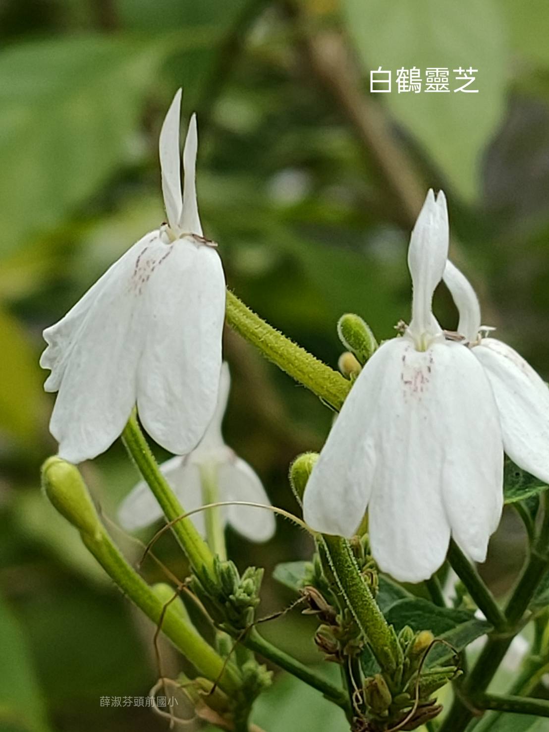 手工皂與臺灣青草的邂逅