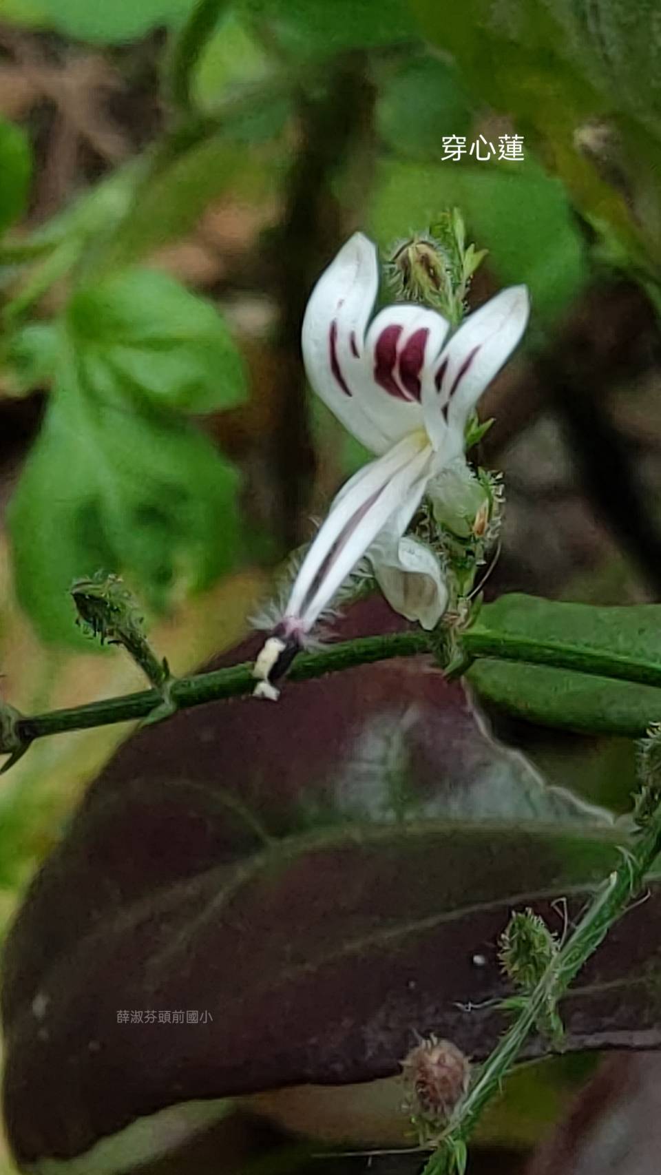 手工皂與臺灣青草的邂逅