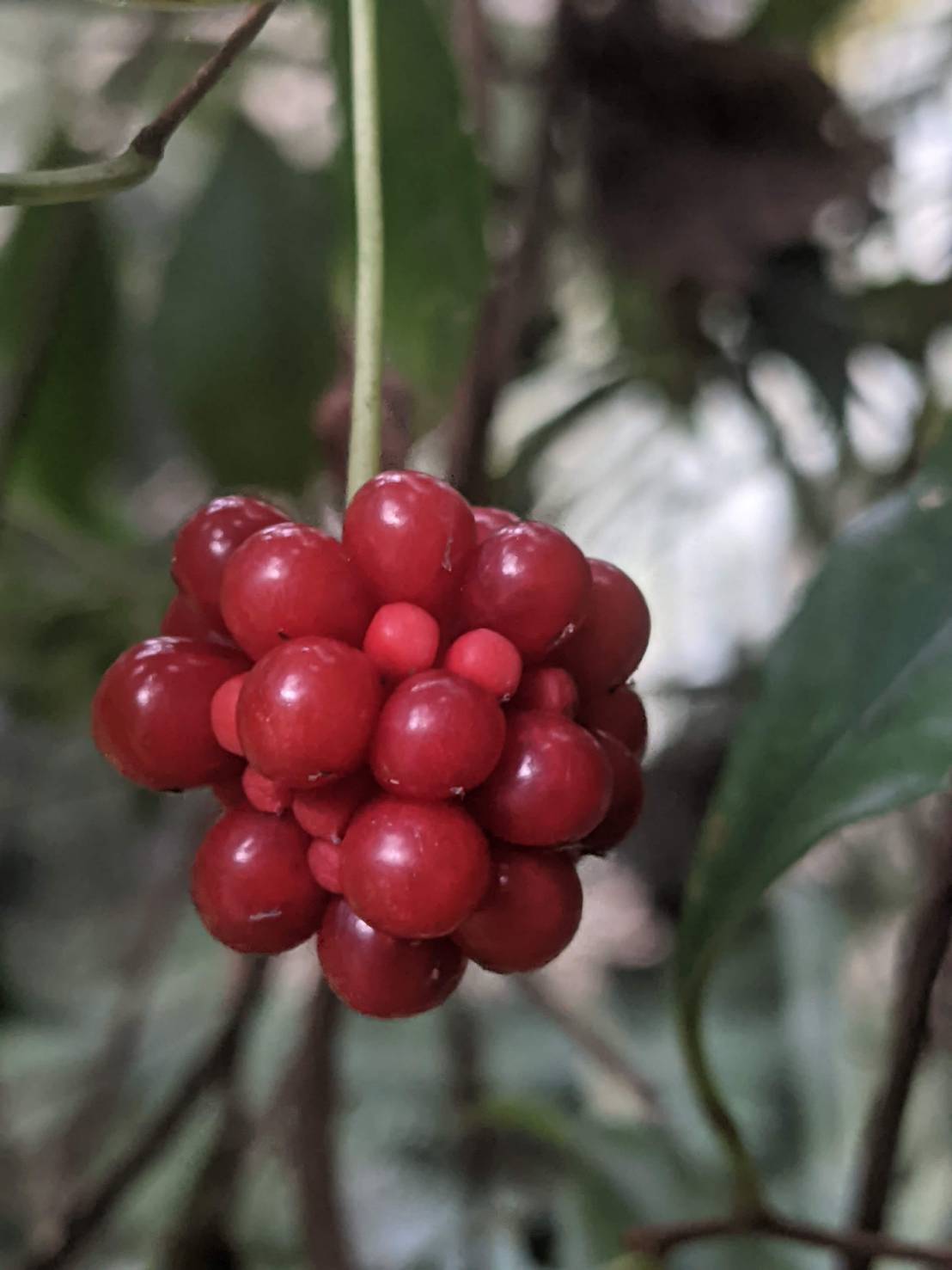 手工皂與臺灣青草的邂逅