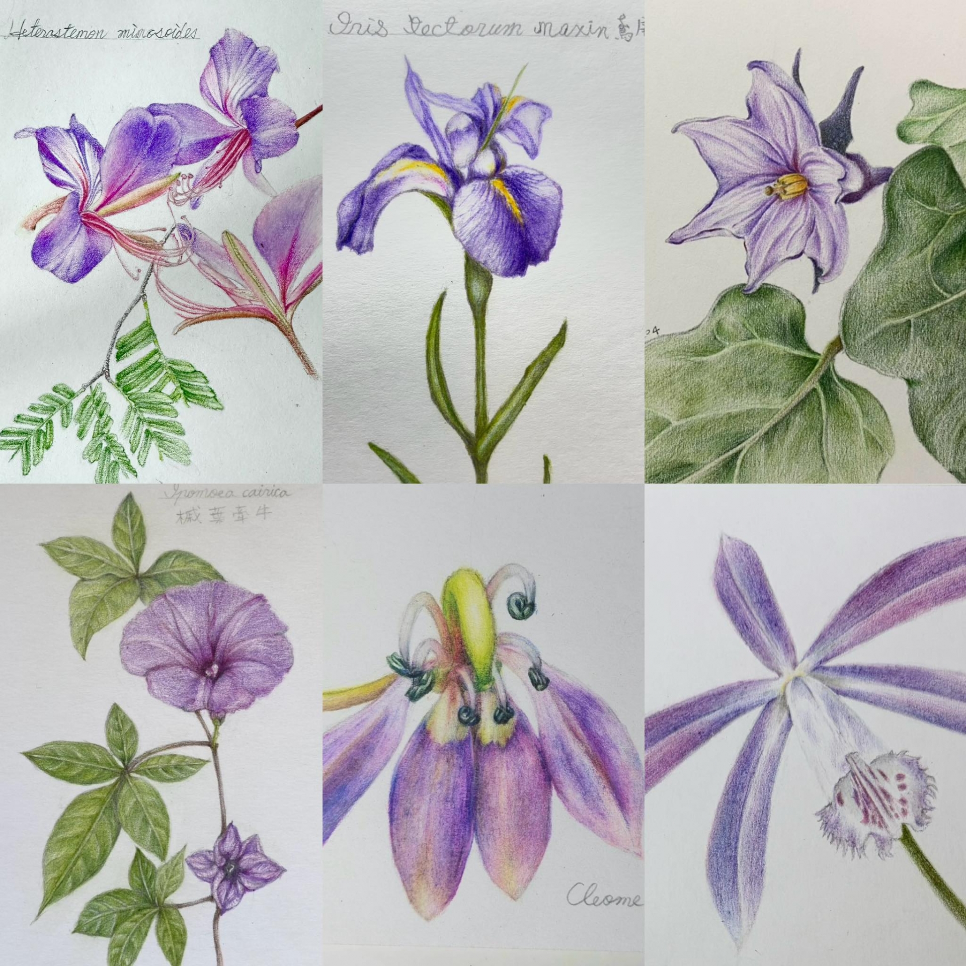 植物科學繪圖-色鉛筆