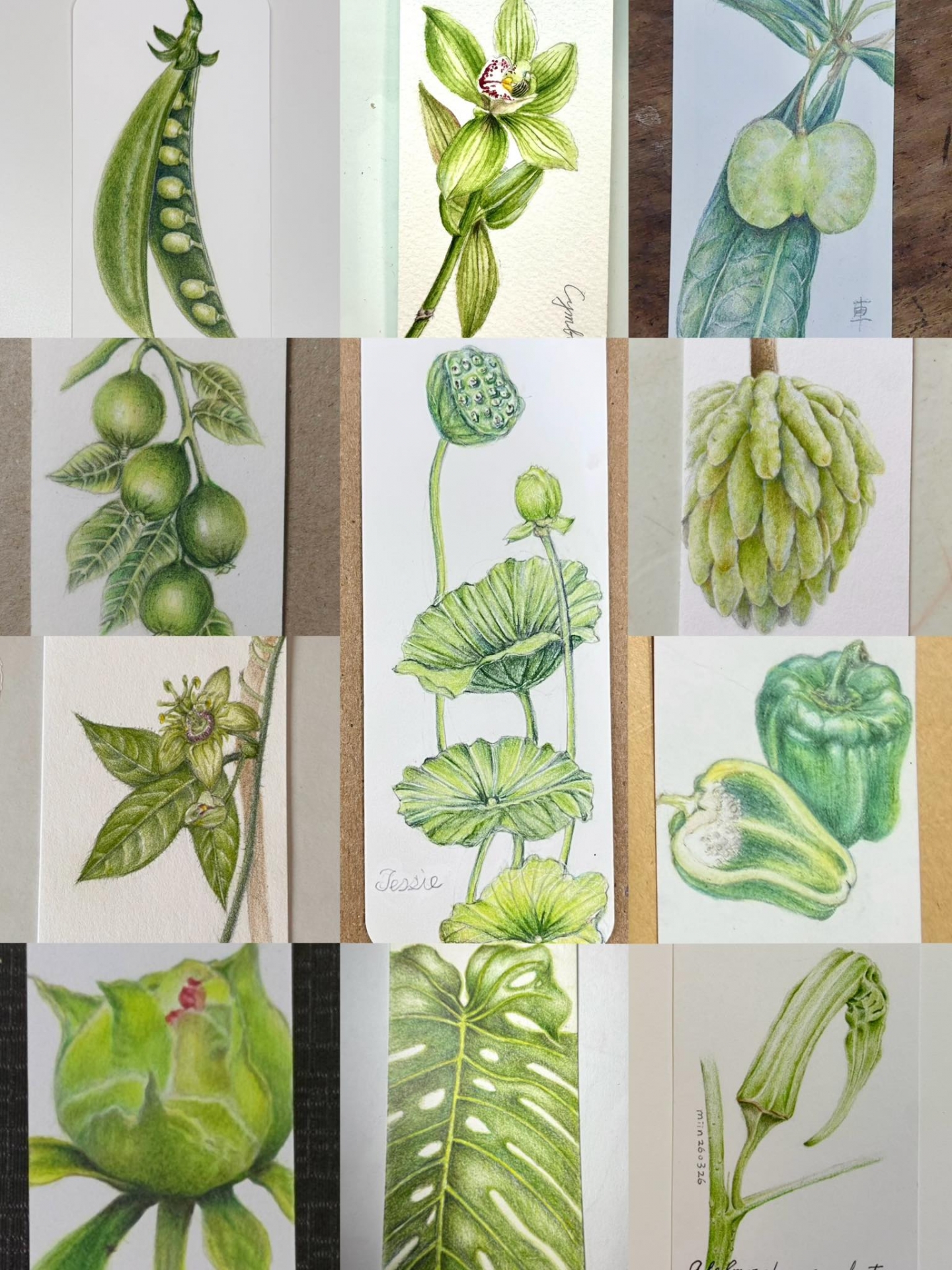 植物科學繪圖研究