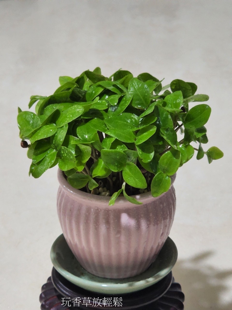 玩香草放輕鬆②