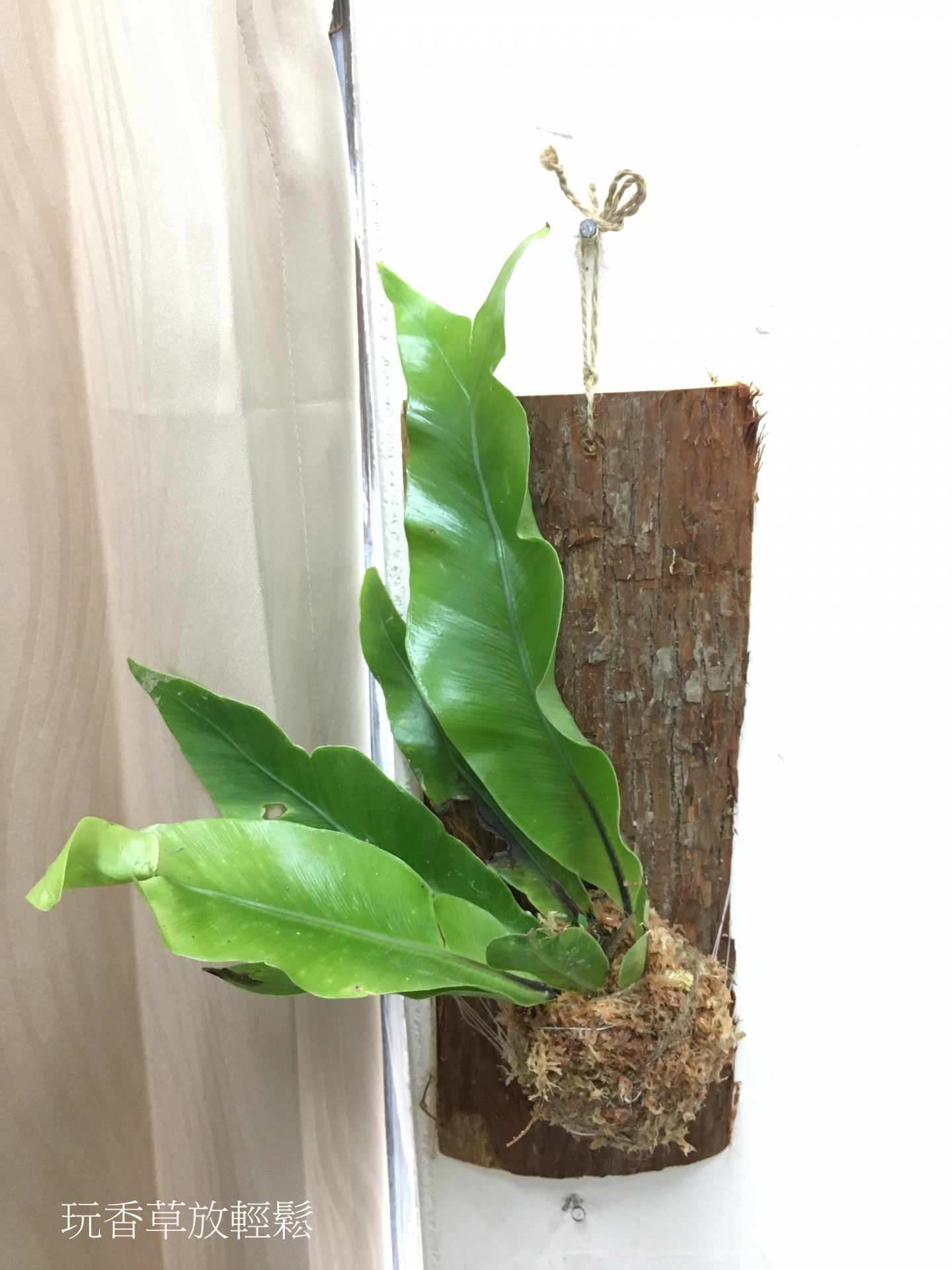 玩香草放輕鬆②