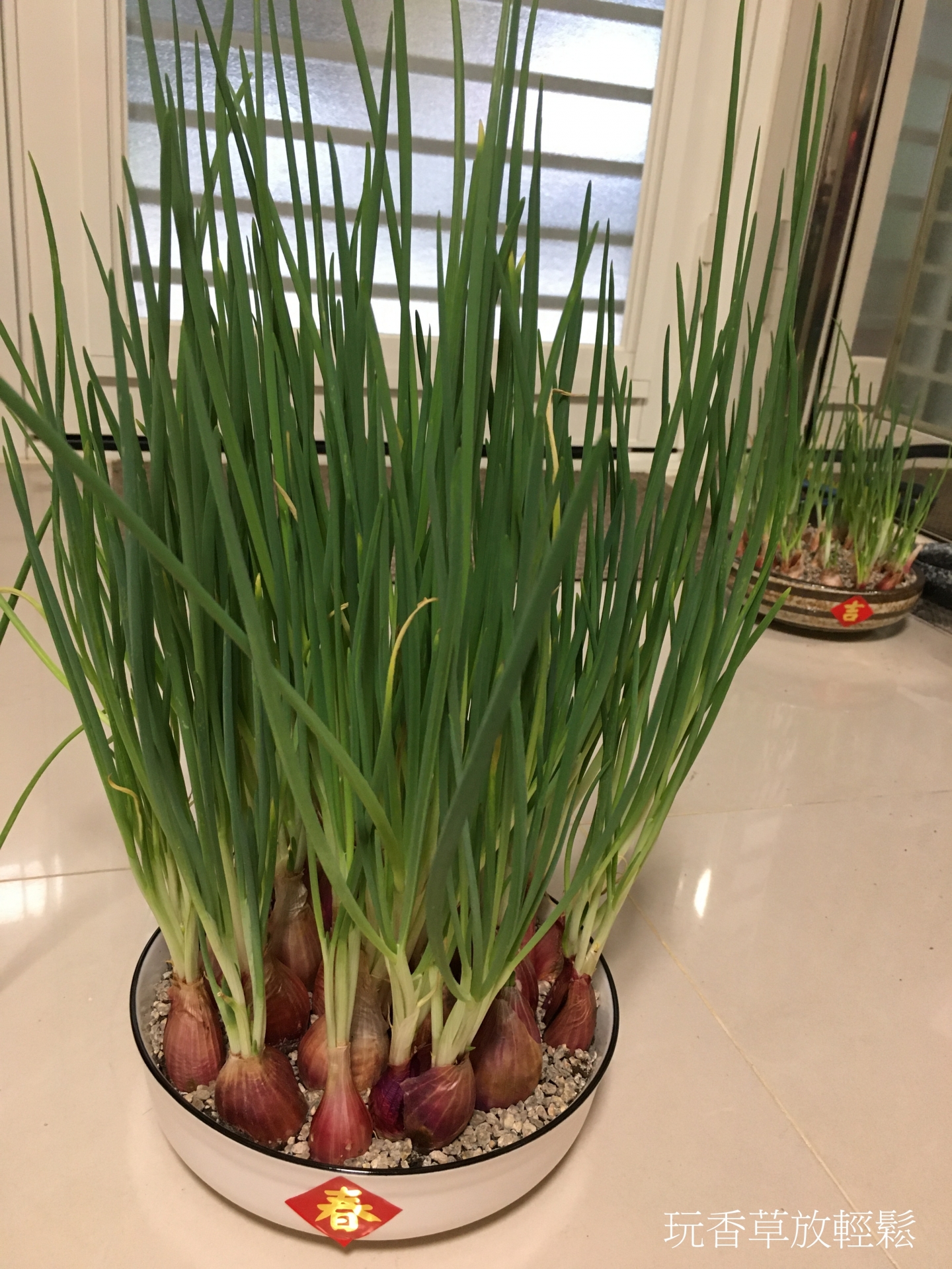 玩香草放輕鬆