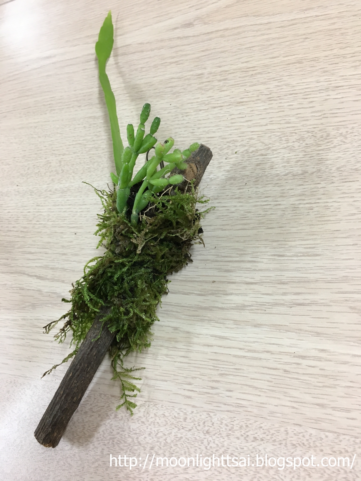 玩香草放輕鬆