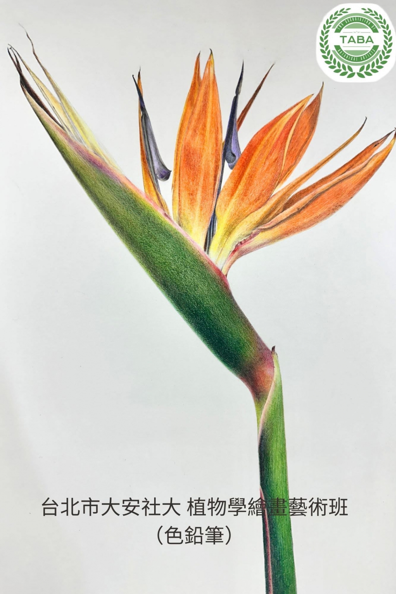 基礎植物科學繪圖-色鉛筆