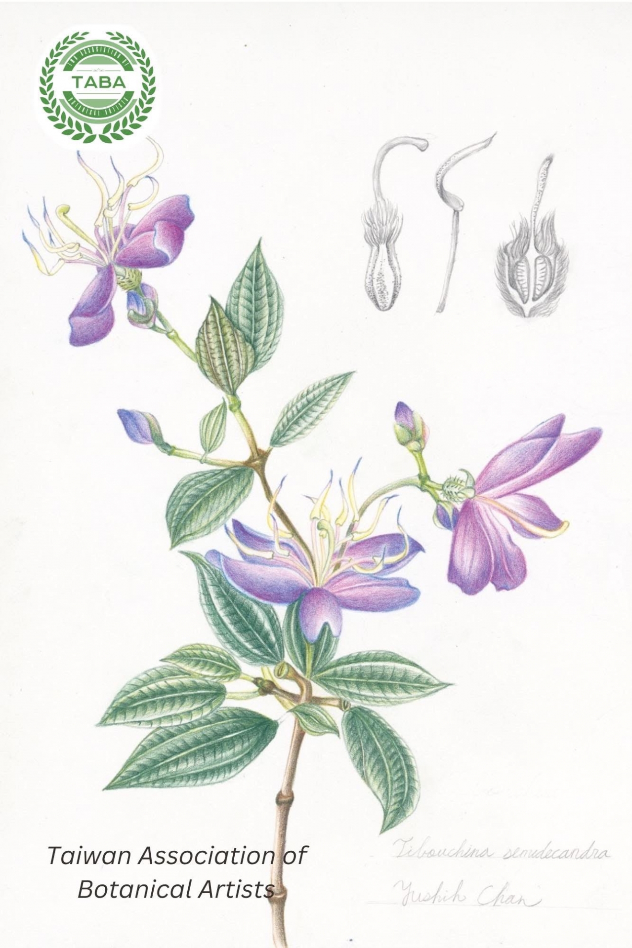 基礎植物科學繪圖-色鉛筆