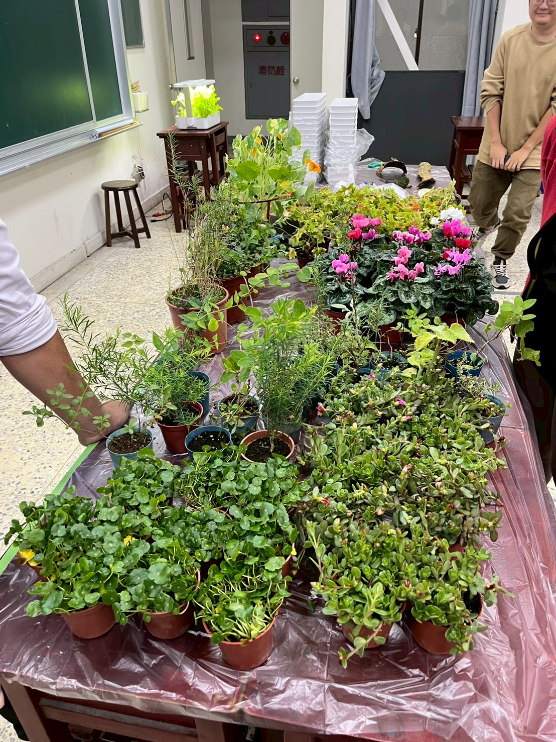 蒔花弄草放輕鬆-居家香草生活