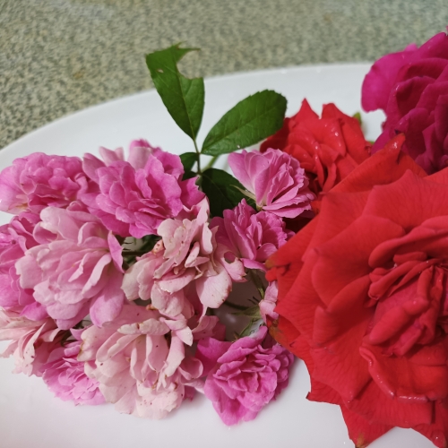 香草玩家樂趣多