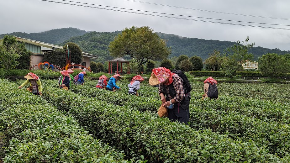 茶金小旅行