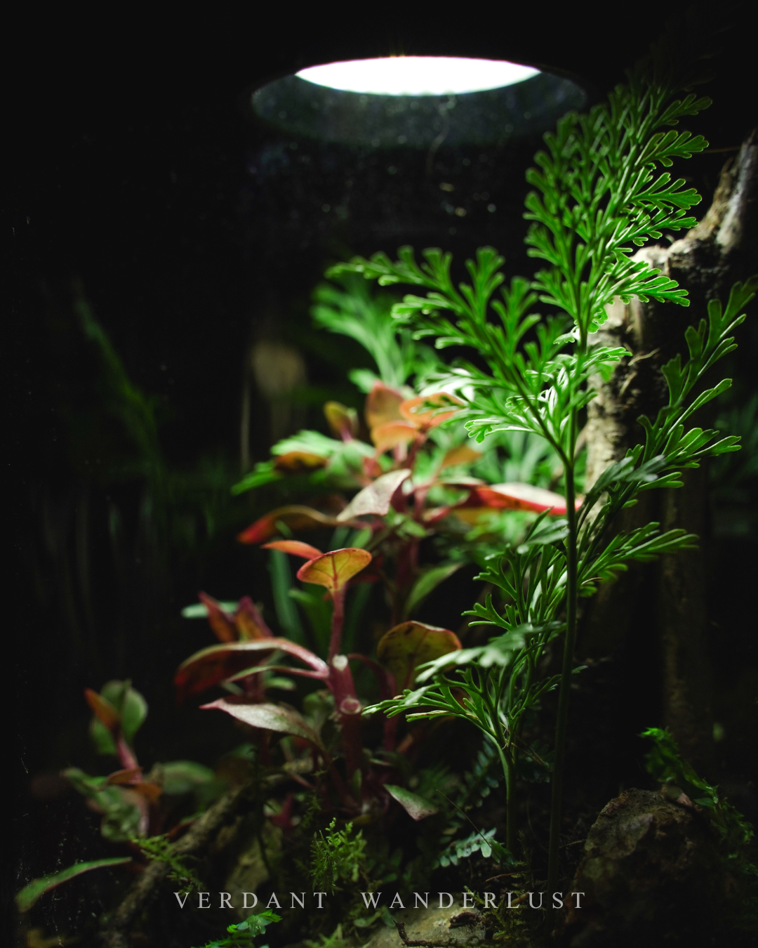 掌中綠意與造景美學-初階