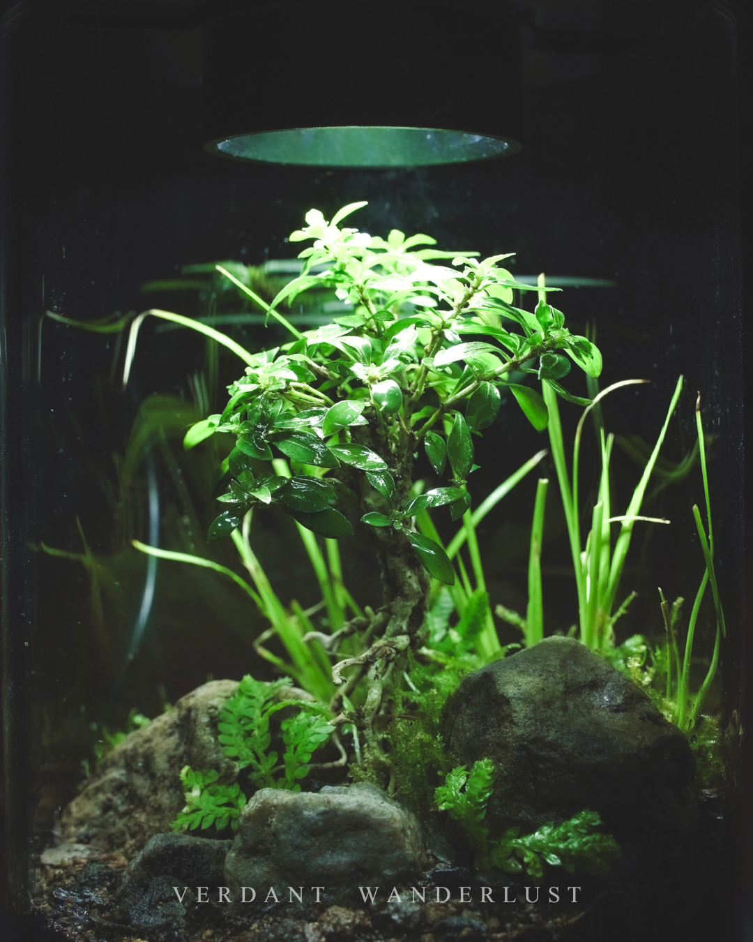 掌中綠意與造景美學-初階