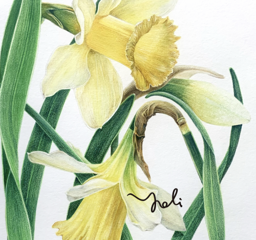 Yoli的外出走走花草繪畫-水性色鉛筆