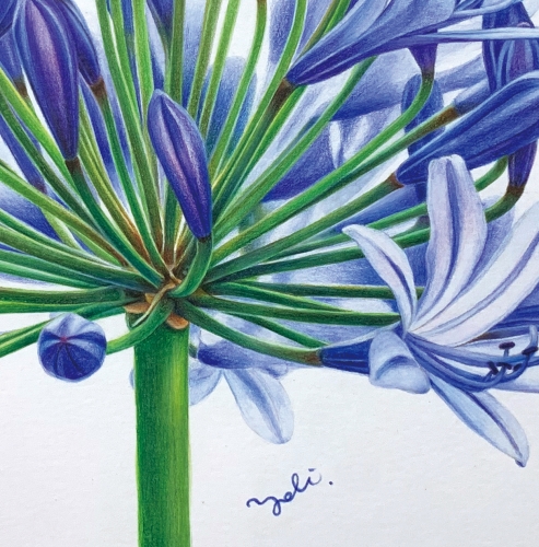 Yoli水性色鉛筆的創意花繪