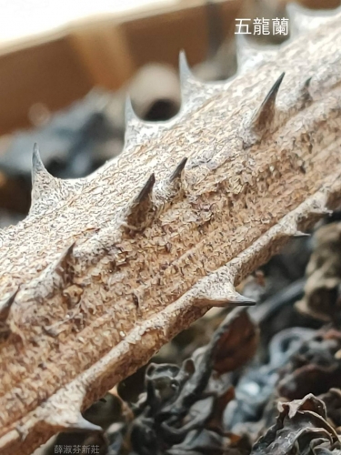 手工皂與臺灣青草的邂逅